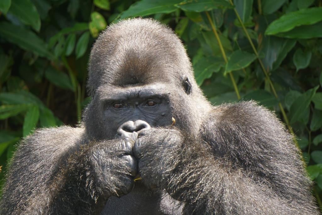 Djala08032019