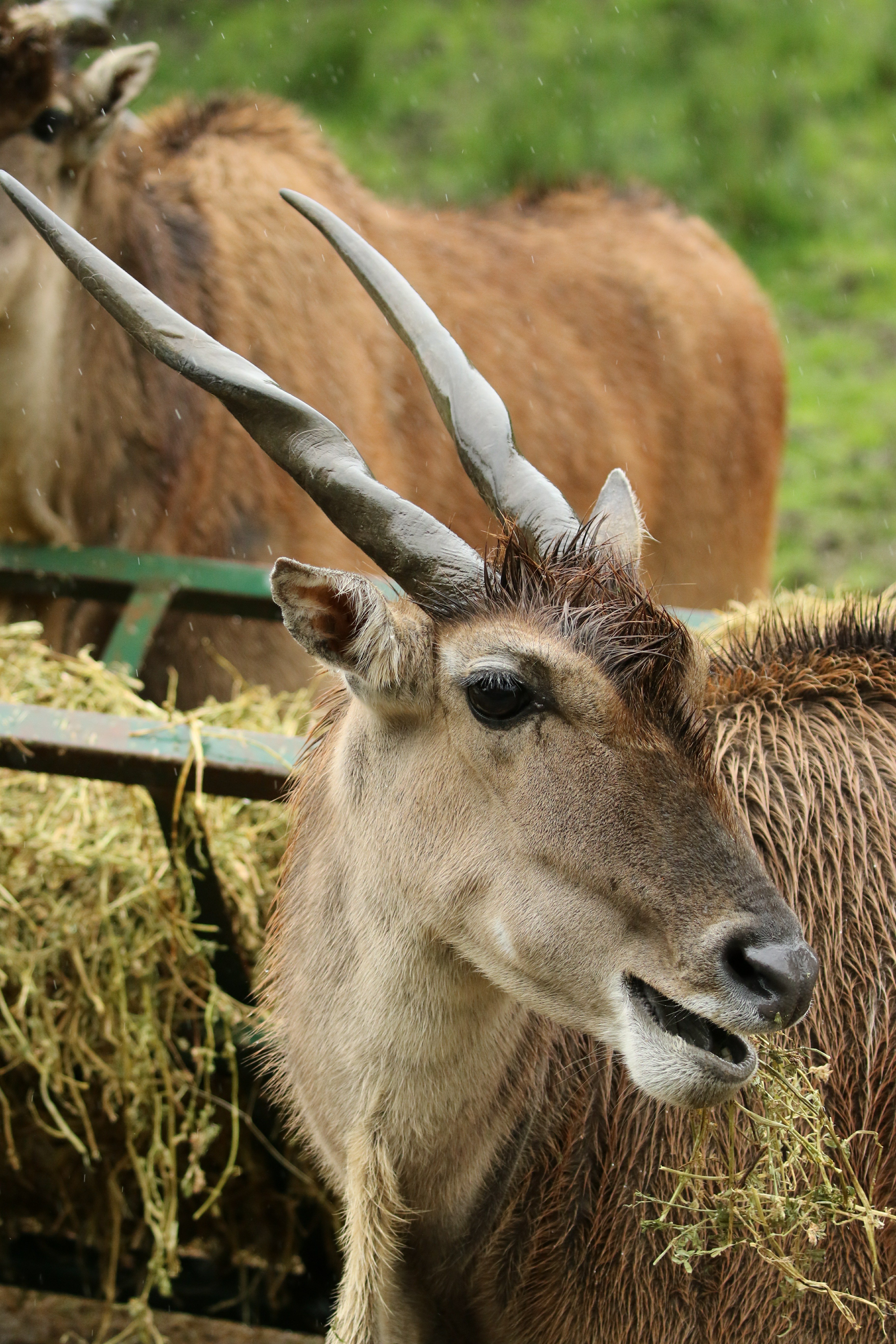 Eland at Port Lympne