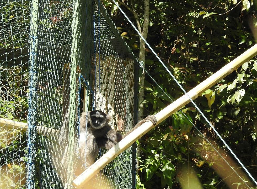 Gibbon Release (3)