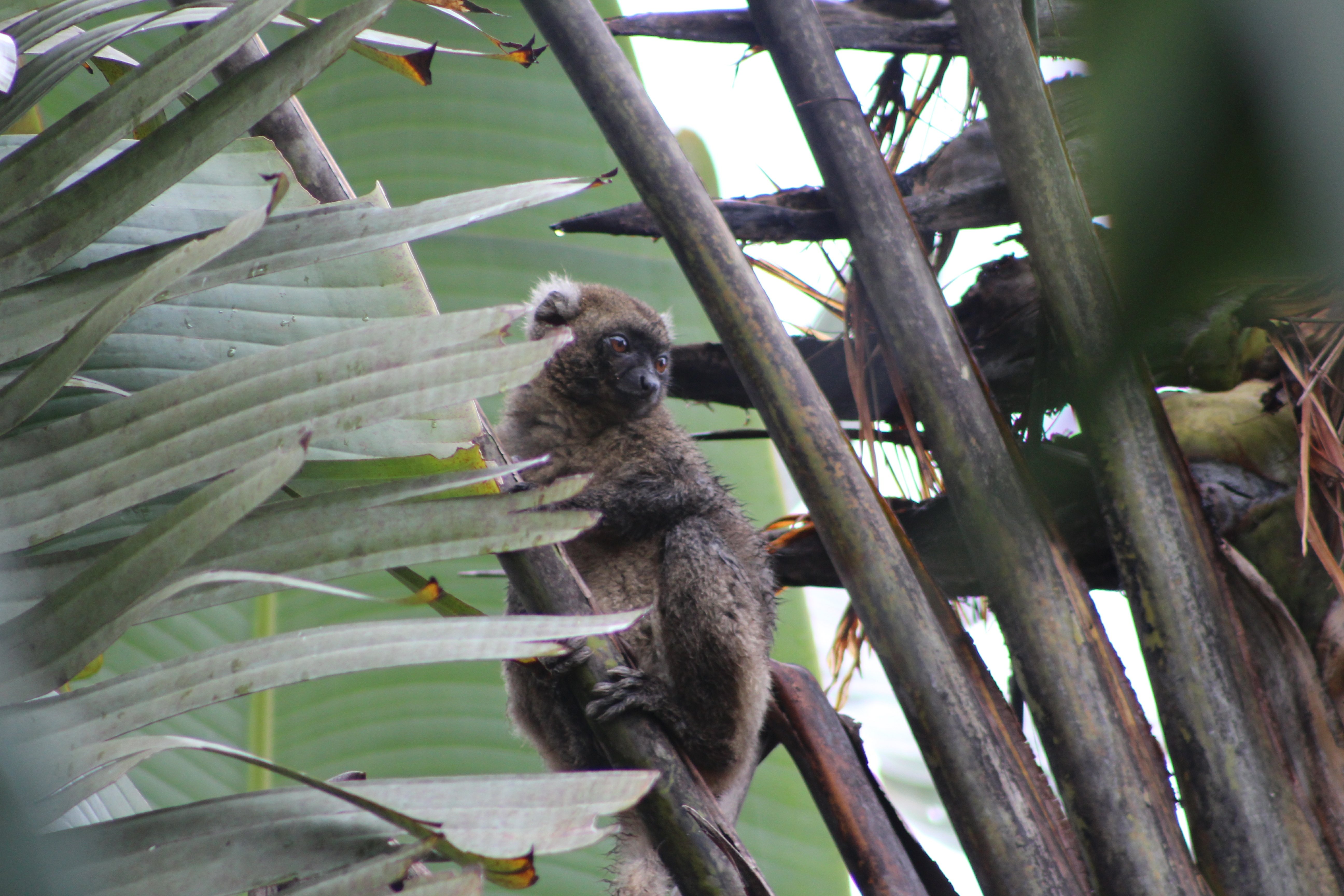 Greater Bamboo Lemur - Matt Ford