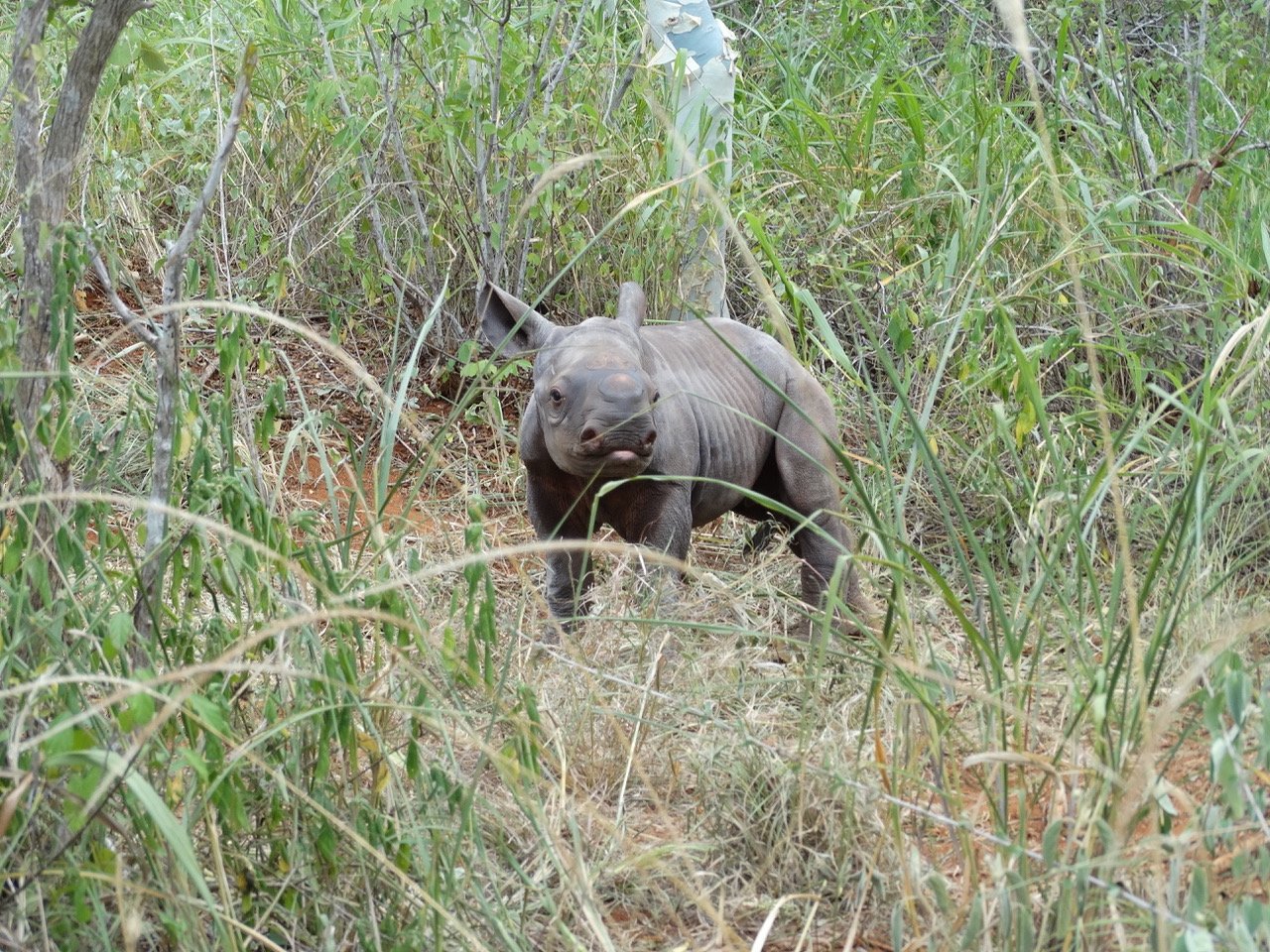 Grumeti's calf Jan 19