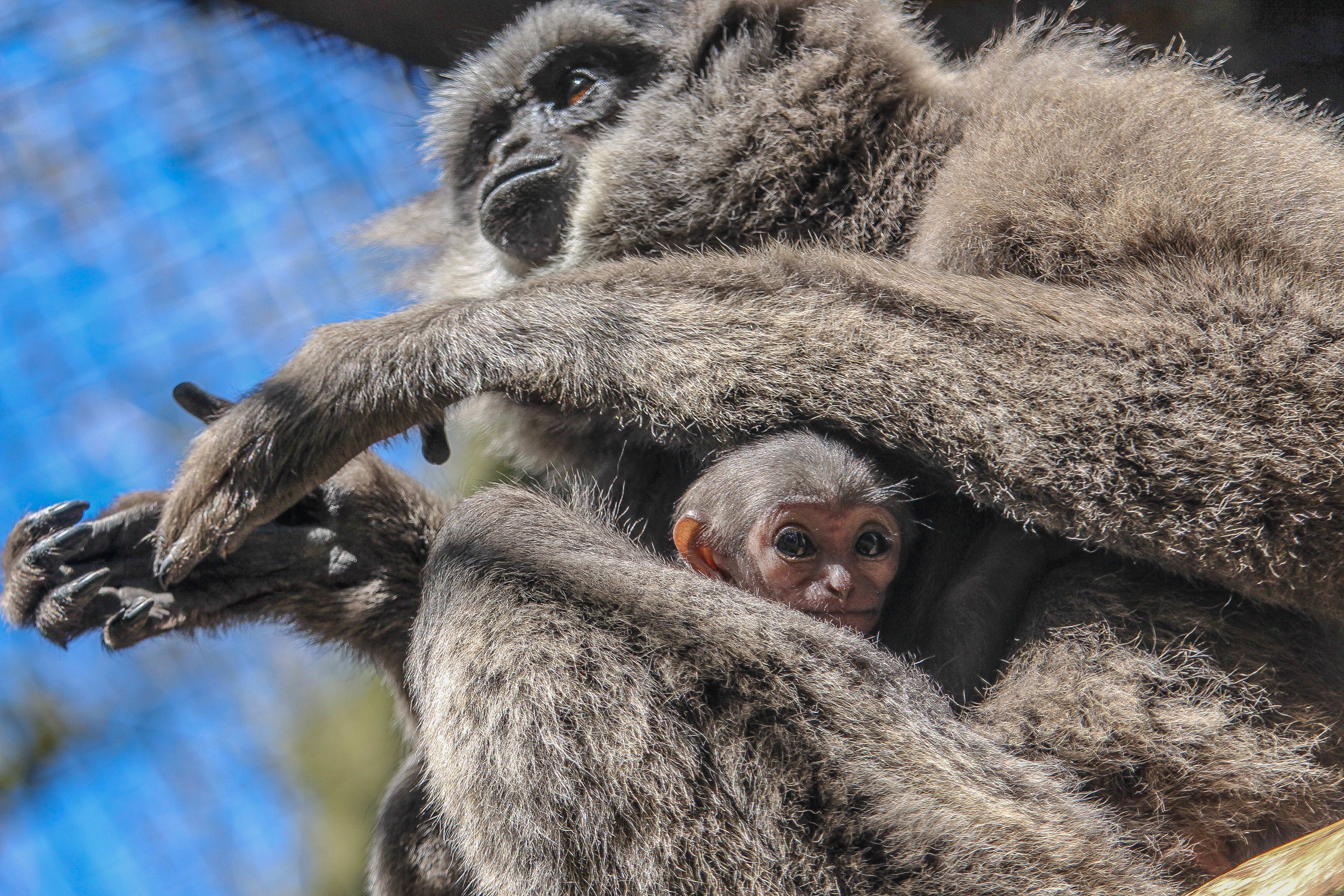 Javan gibbon & baby