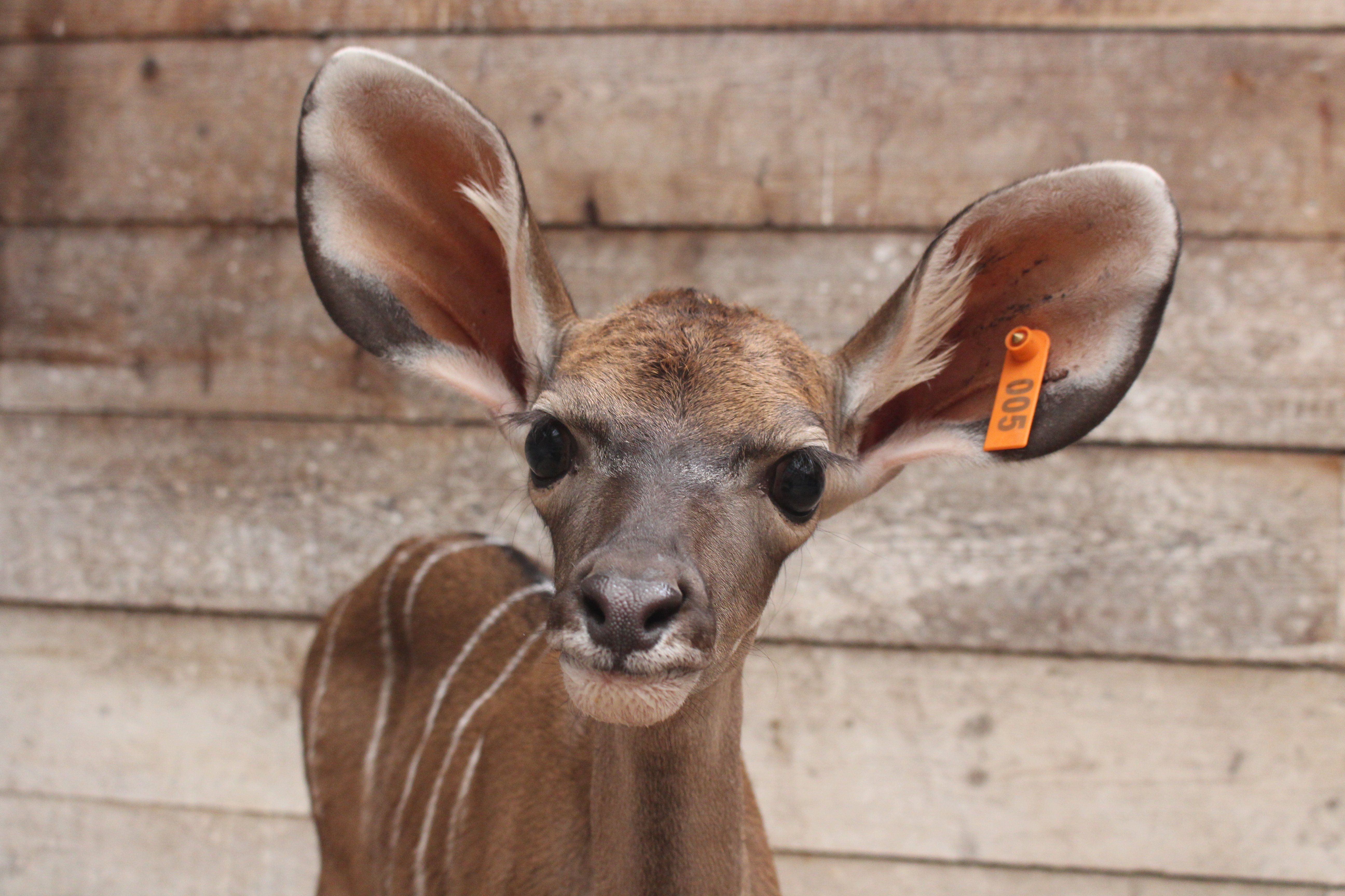 Kudu calf at Howletts