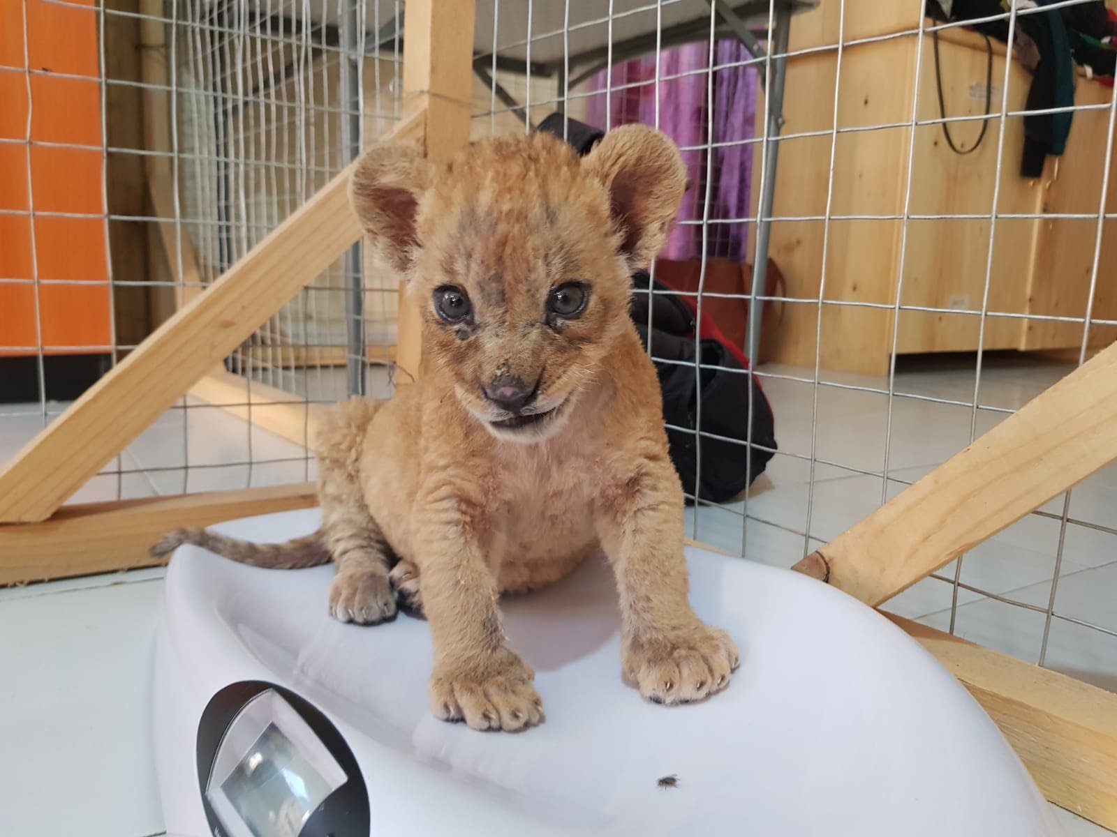 Lion cub