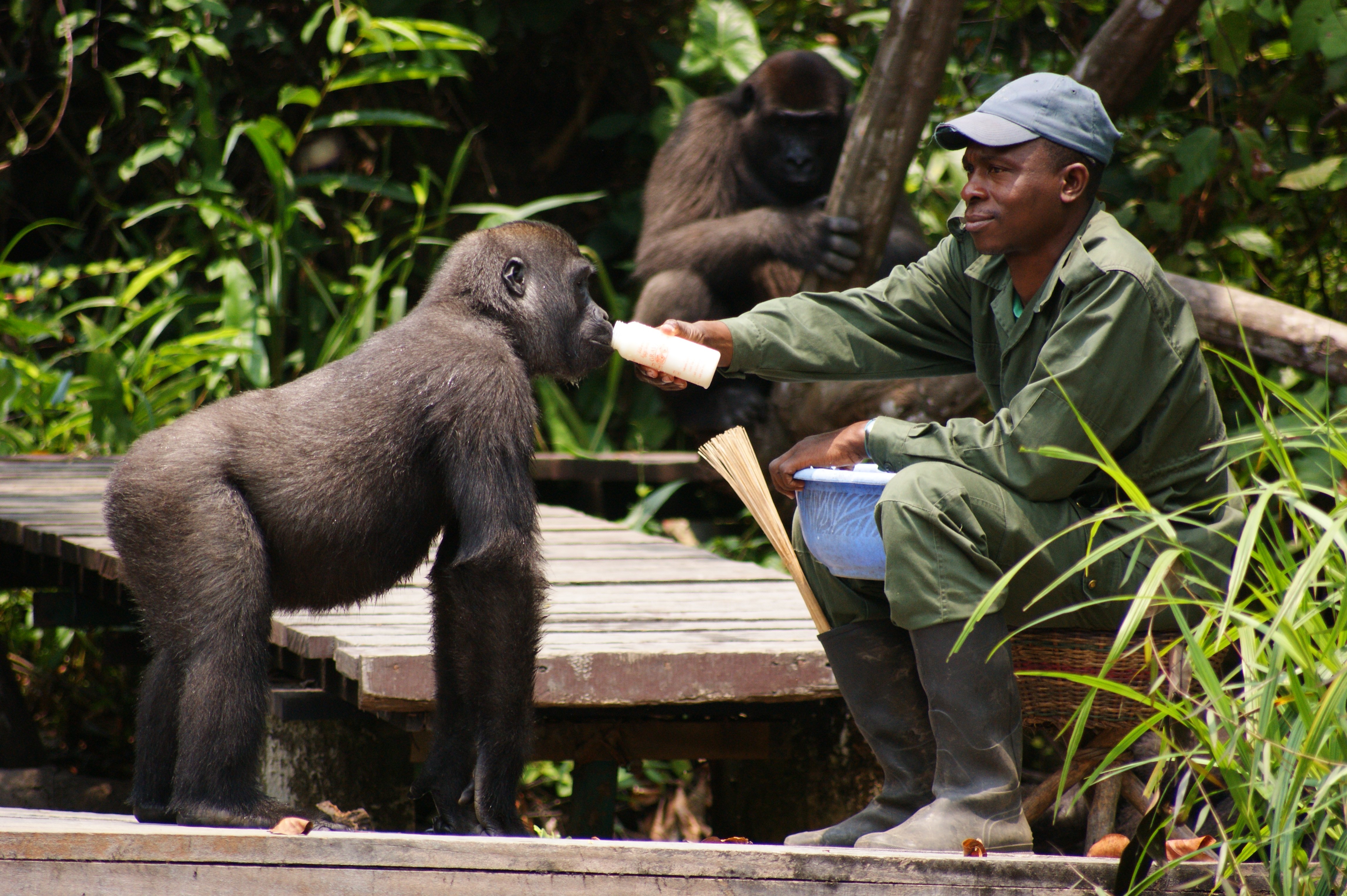 Nursery Group Congo