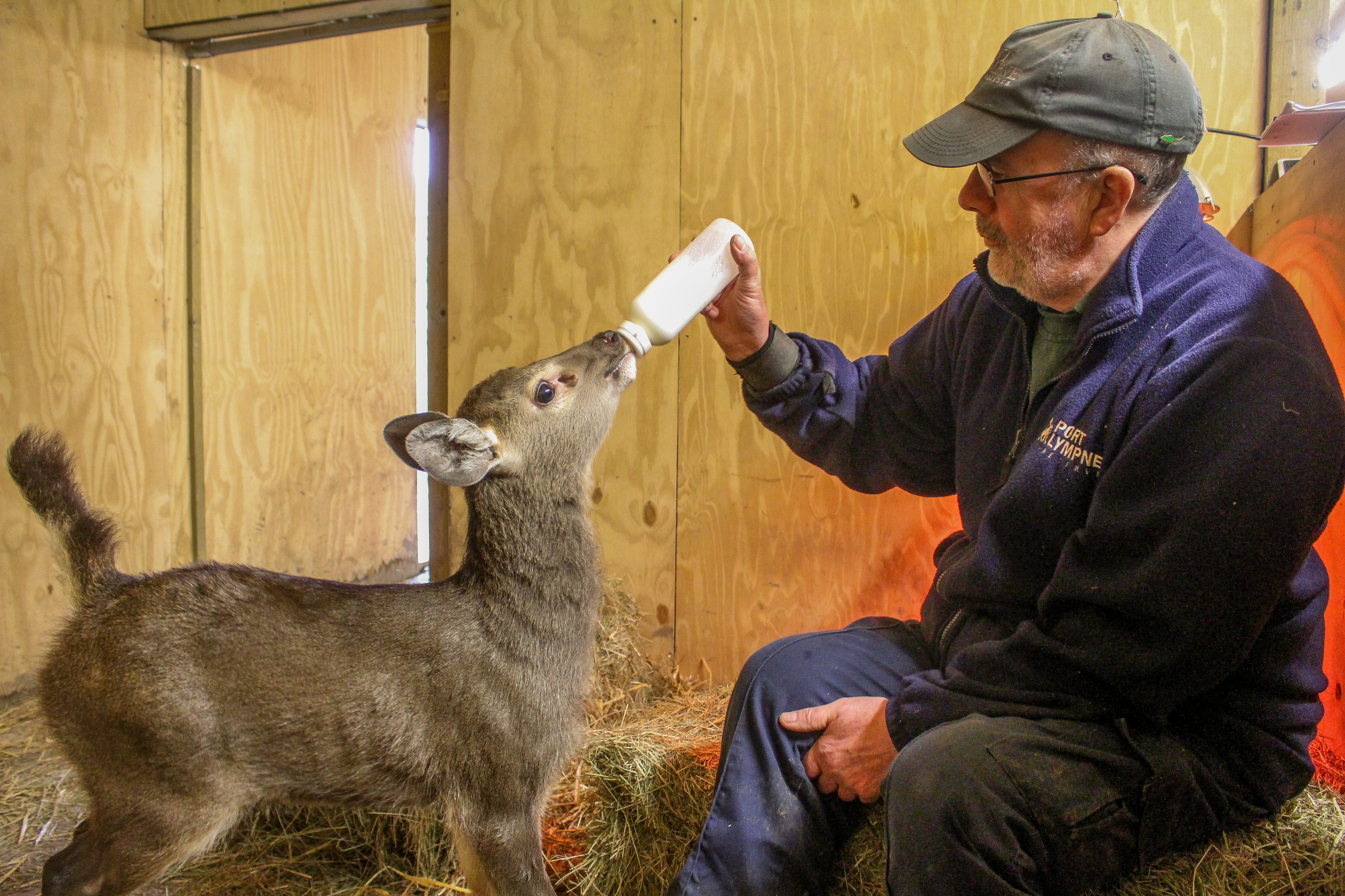 Sambar fawn bottle fed at Port Lympne Hotel  Reserve