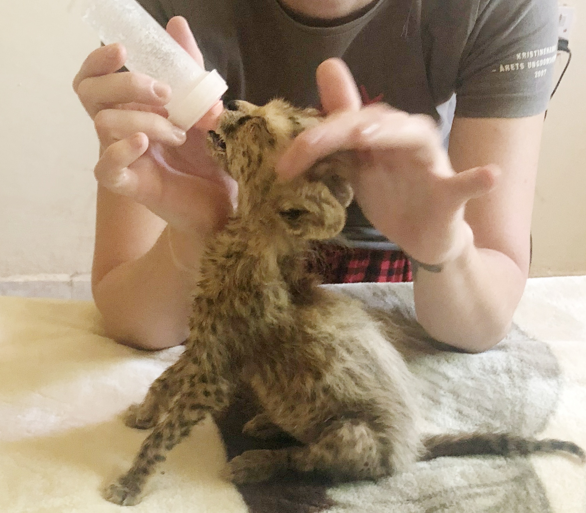 cheetah cub being bottle fed