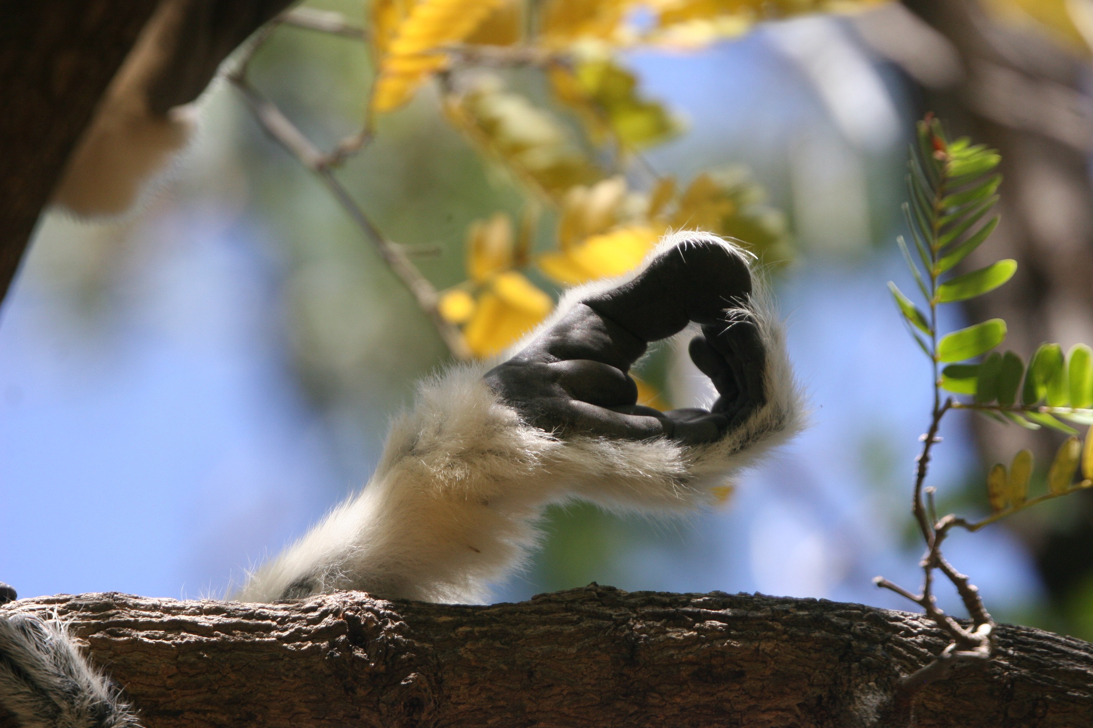 crowned sifaka_credit Tony King (11)