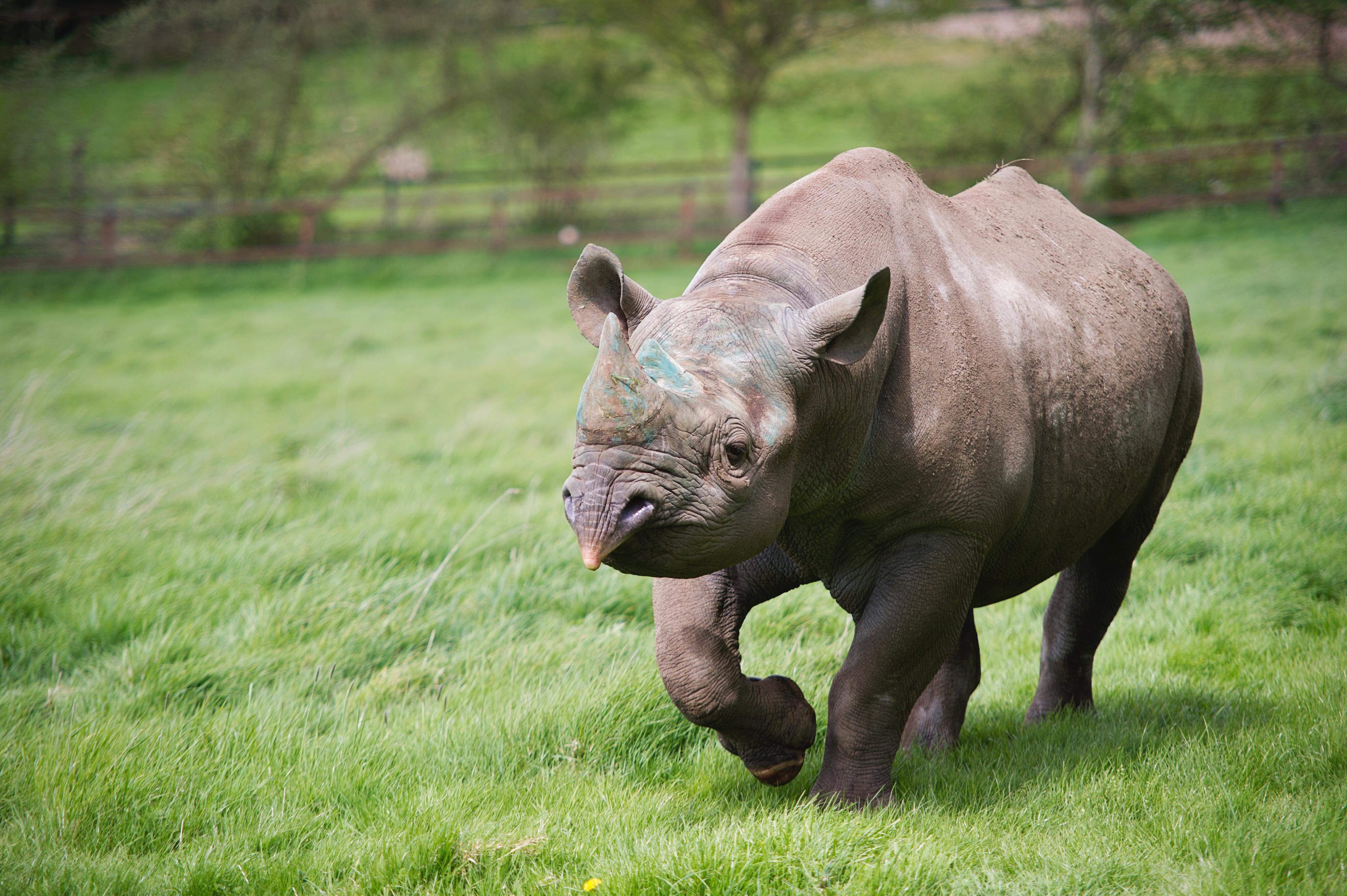 The Aspinall Foundation sends black rhino from Port Lympne Reserve in Kent  to Grumeti Reserve in East Africa.