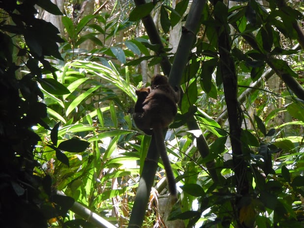 greater bamboo lemur at Ambalafary by Mija Mihaminekena (2).jpg