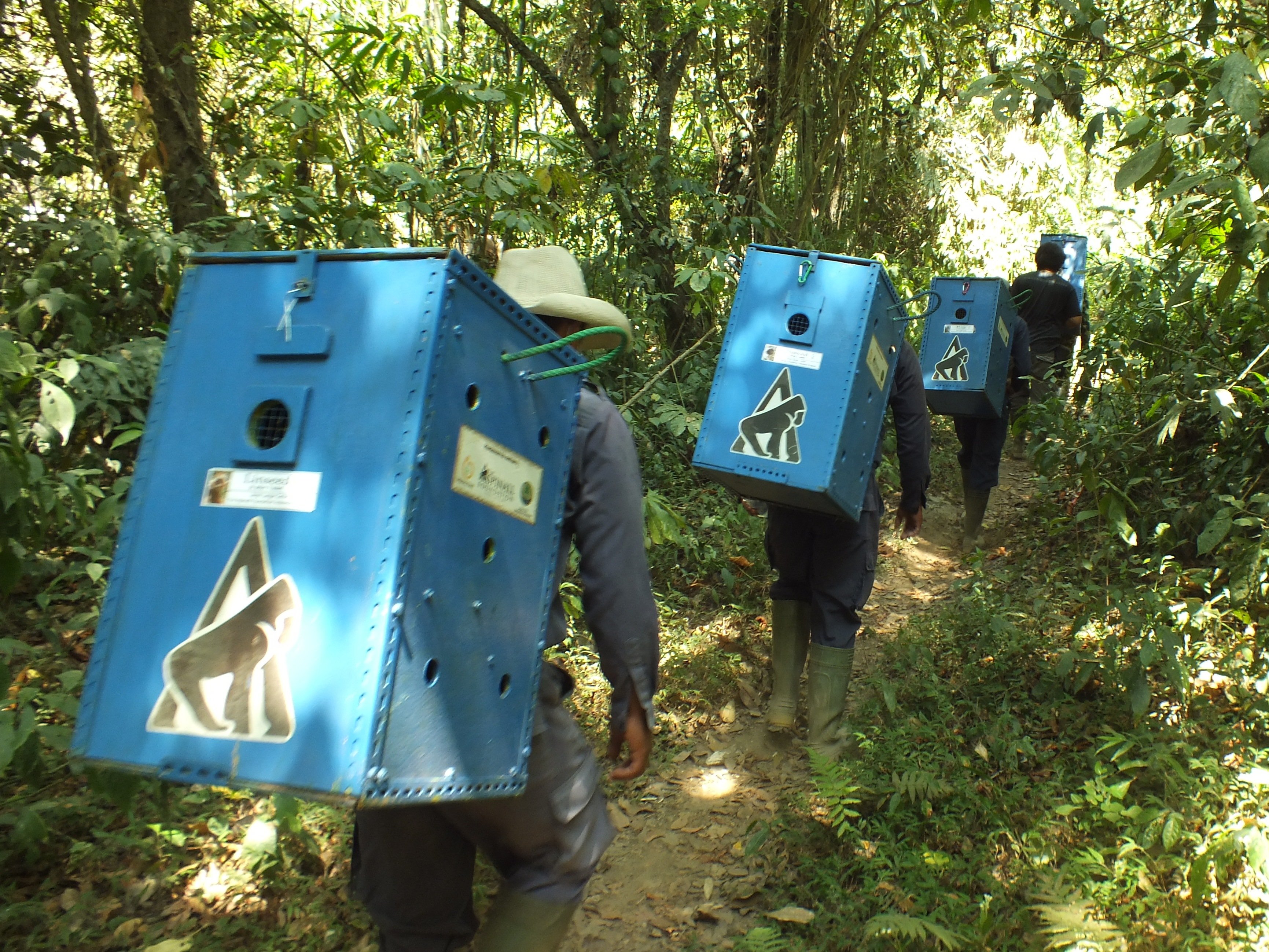 Transporting Javan ebony langurs for release (c) Iwan Kurniawan _ KLHK _ Aspinall Foundation