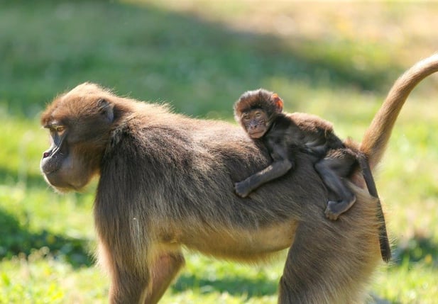 baby gelada born at Howletts Wild Animal Park