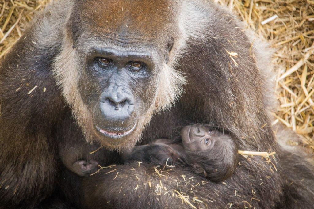 baby gorilla at Port Lympne Hotel & Reserve