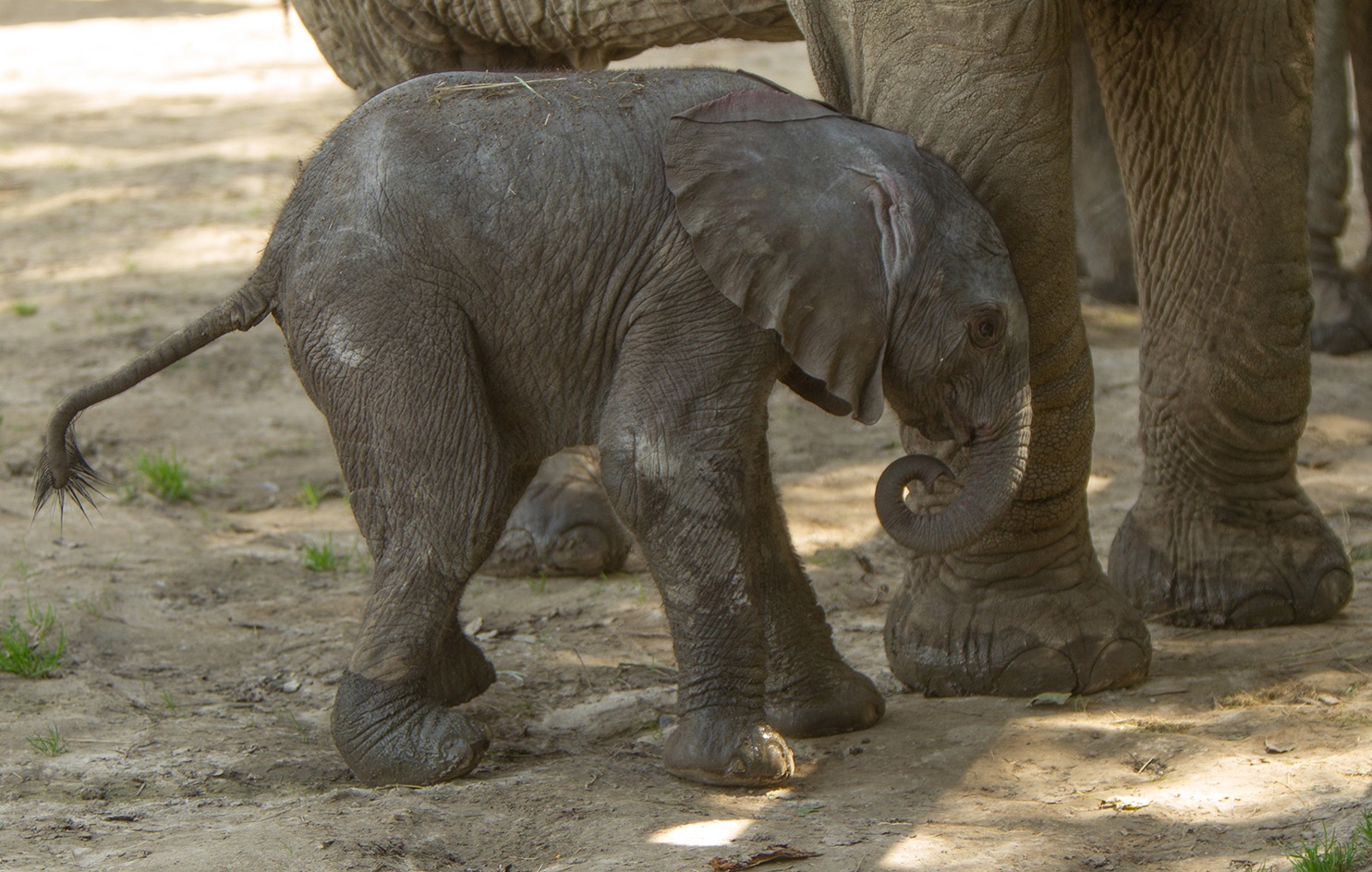 a jumbo surprise at howletts wild animal park